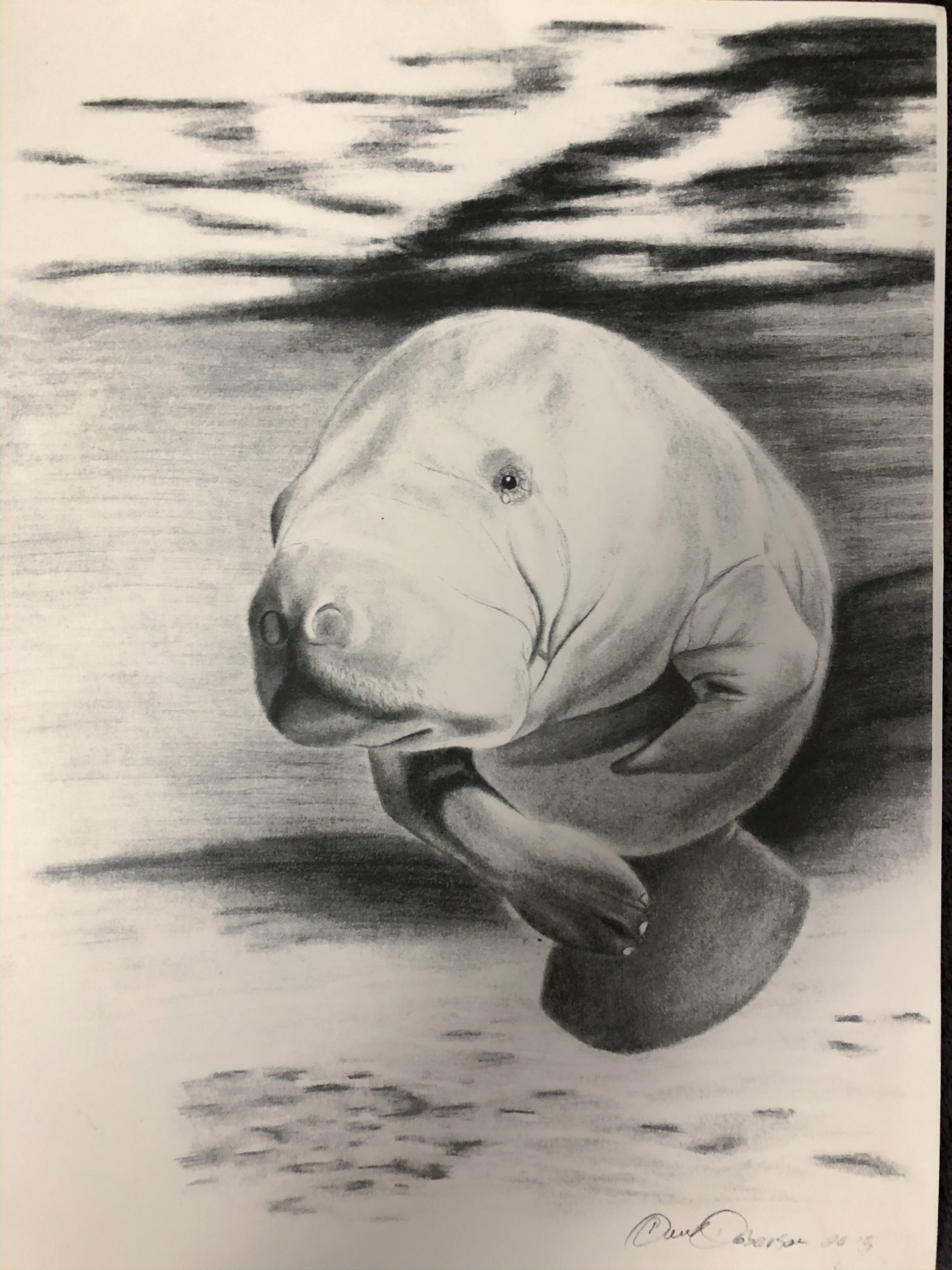 manatee